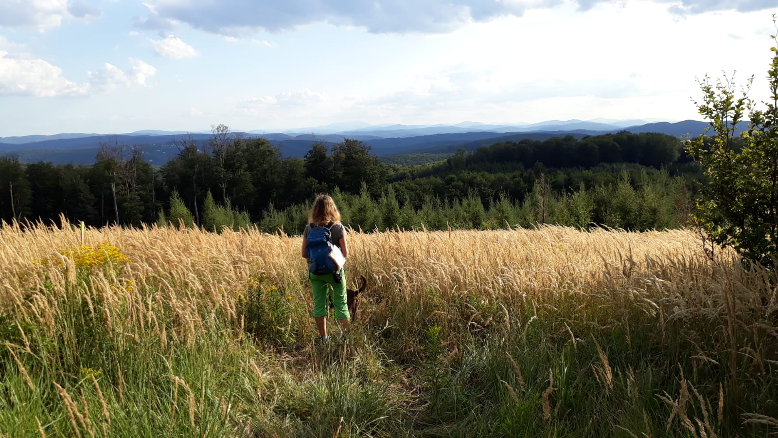 Ruhe Erholung Weitblick Wald Wiese