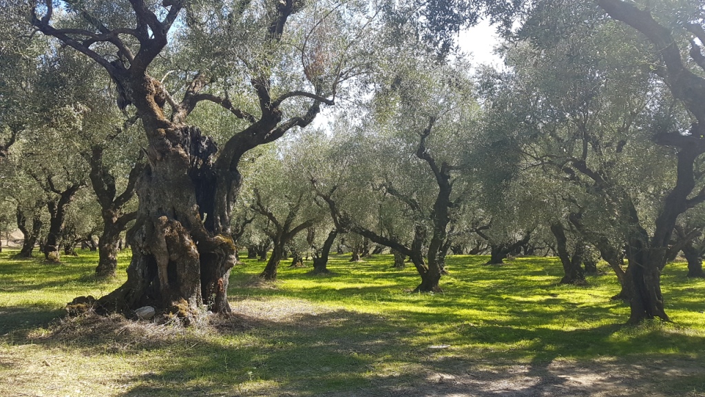 Olivenhain auf ionischer Insel
